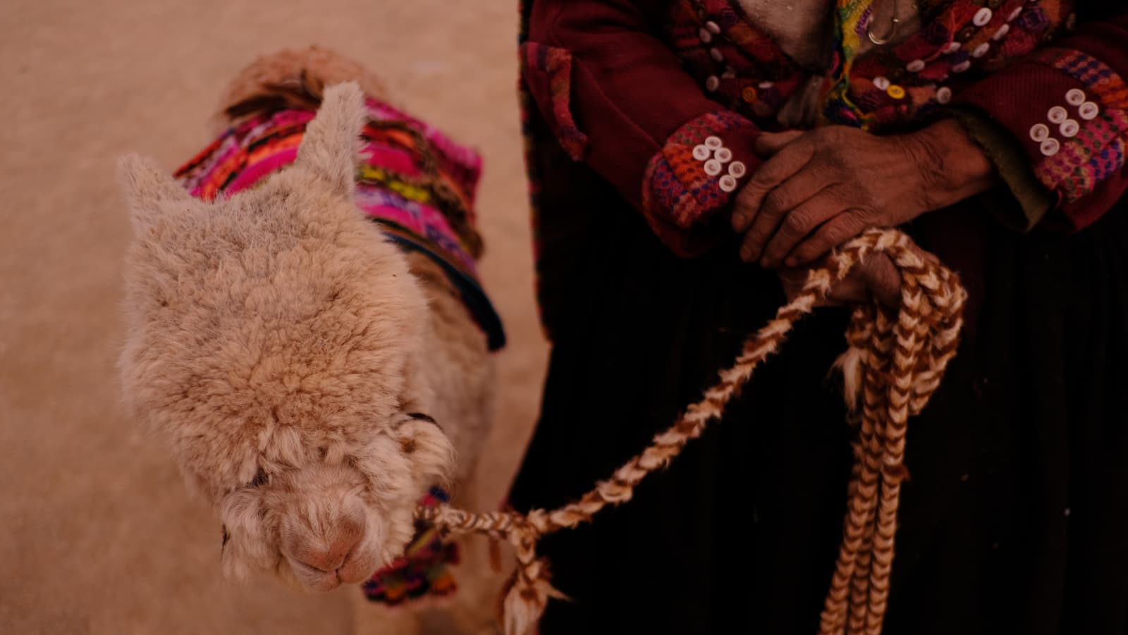 Weathered hands holding braided alpaca rope