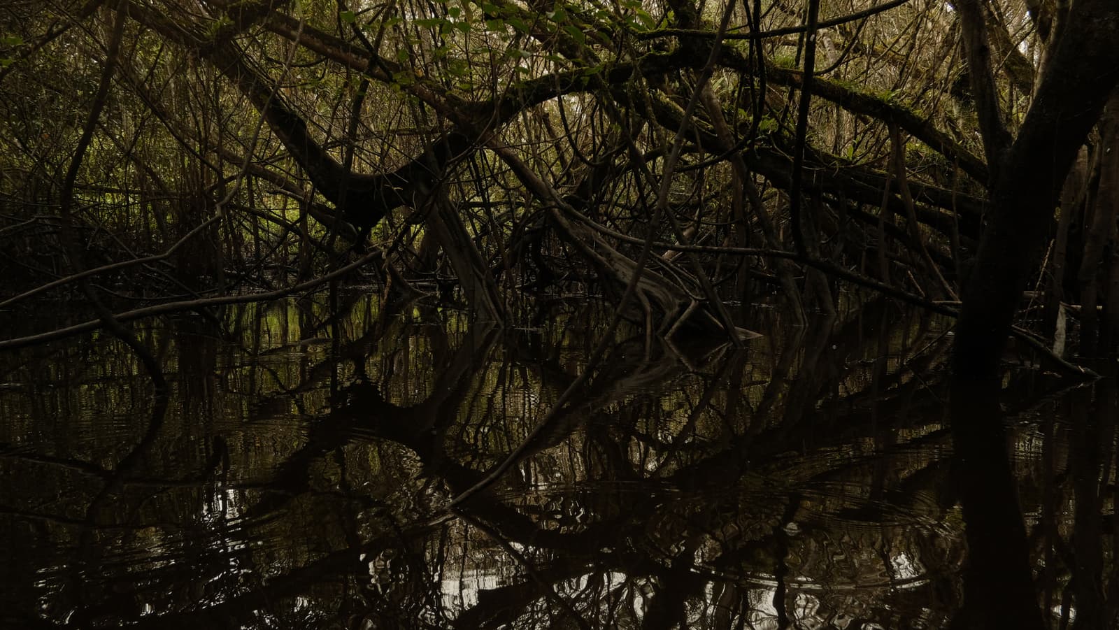 Mangrove reflection