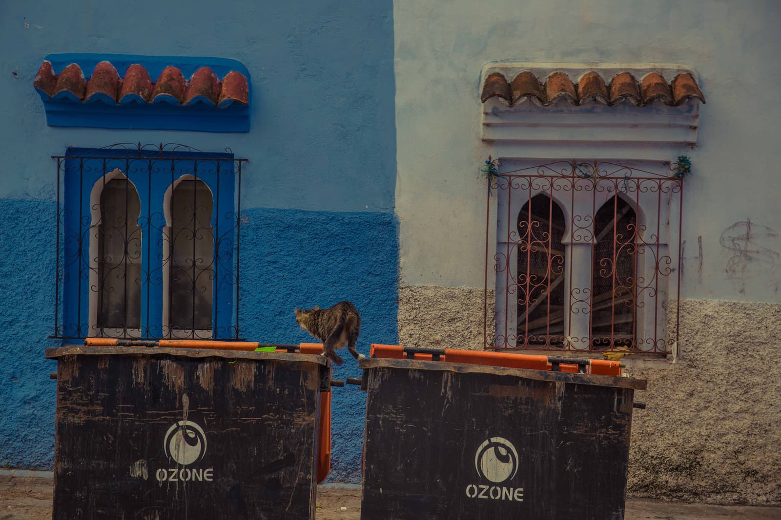 Cat walking against vibrant blue wall